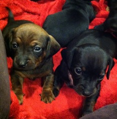 Ciara and Sasha (right)