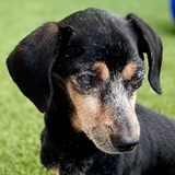 Mr. Magoo (Senior Sanctuary)