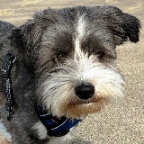Teddy (Available)