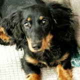 Stella Shardai (Potential Adopter)