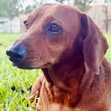 Peanut Pakora (Potential Adopter)