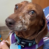 Trixie Tandoori (Receiving Care)
