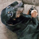 Delilah Décarie (Available)
