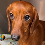 Nellie Nathans (Potential Adopter)