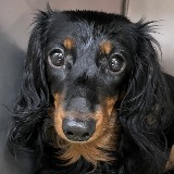 Scarlett Skyline (Potential Adopter)